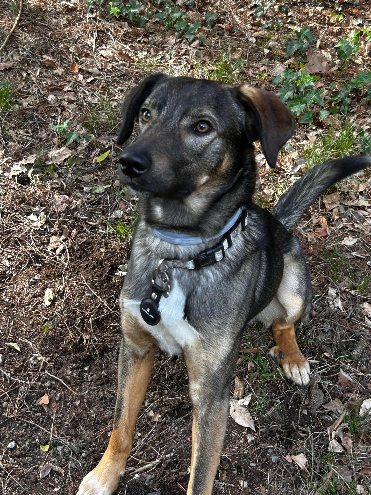 Tour della Sicilia con Cane - Viaggio a Sicilia, Italia