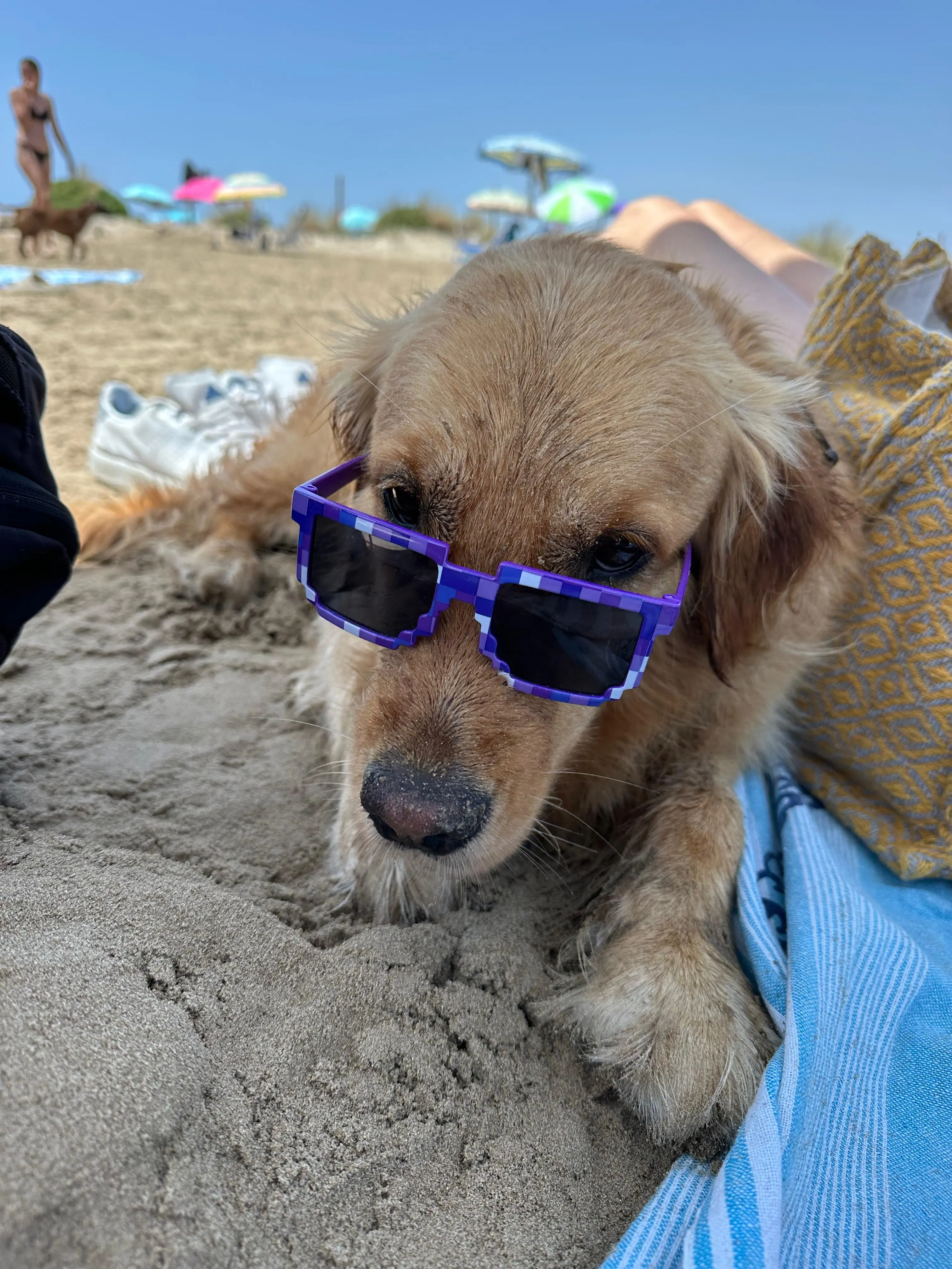 Agility e Training Avanzato - Esperienza a Centro Cinofilo Dog Training, Via dello Sport 45