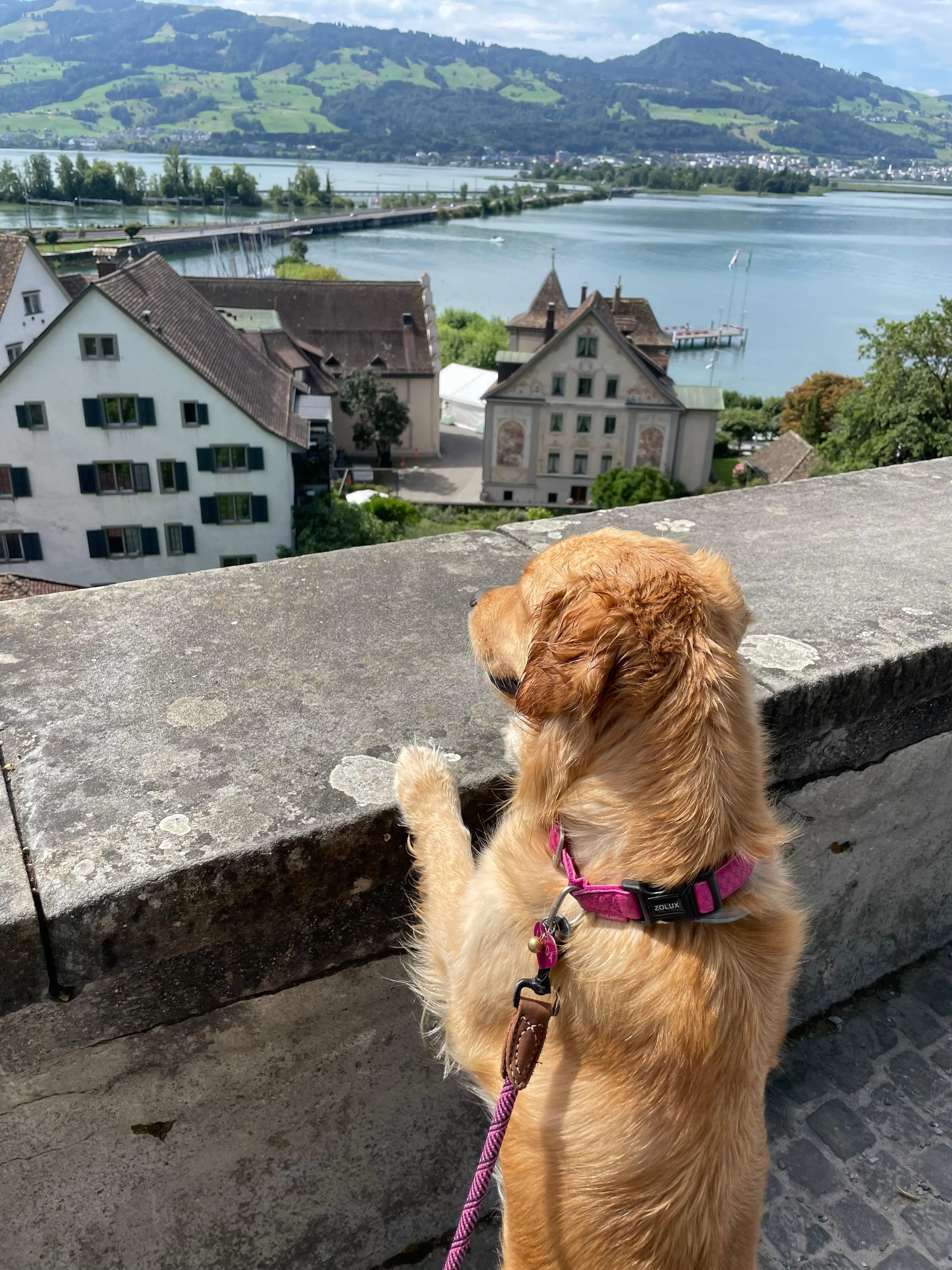 Esperienza Cani e Padroni - Escursione Montagna - Esperienza a Parcheggio Rifugio Monte Bianco, Via delle Alpi 123